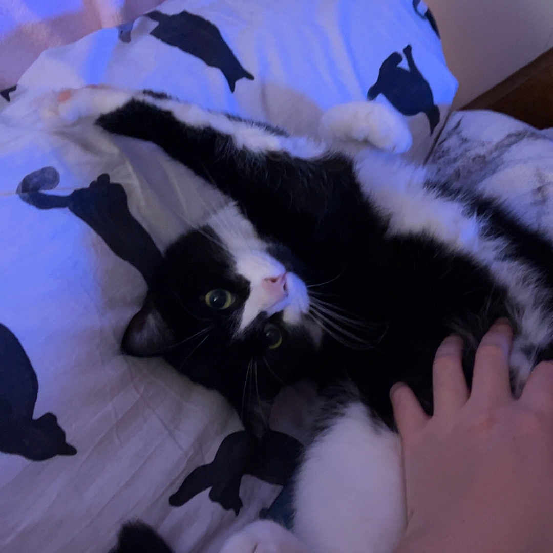 Oreo participe au concours pour gagner de l'argent avec cette photo : animal, bed, black_and_white, blanket, cat, claws, cute, domestic, feline, fur, hand, indoor, paw_print, pet, playful, resting, sleepy, soft_lighting, tattoo, whiskers