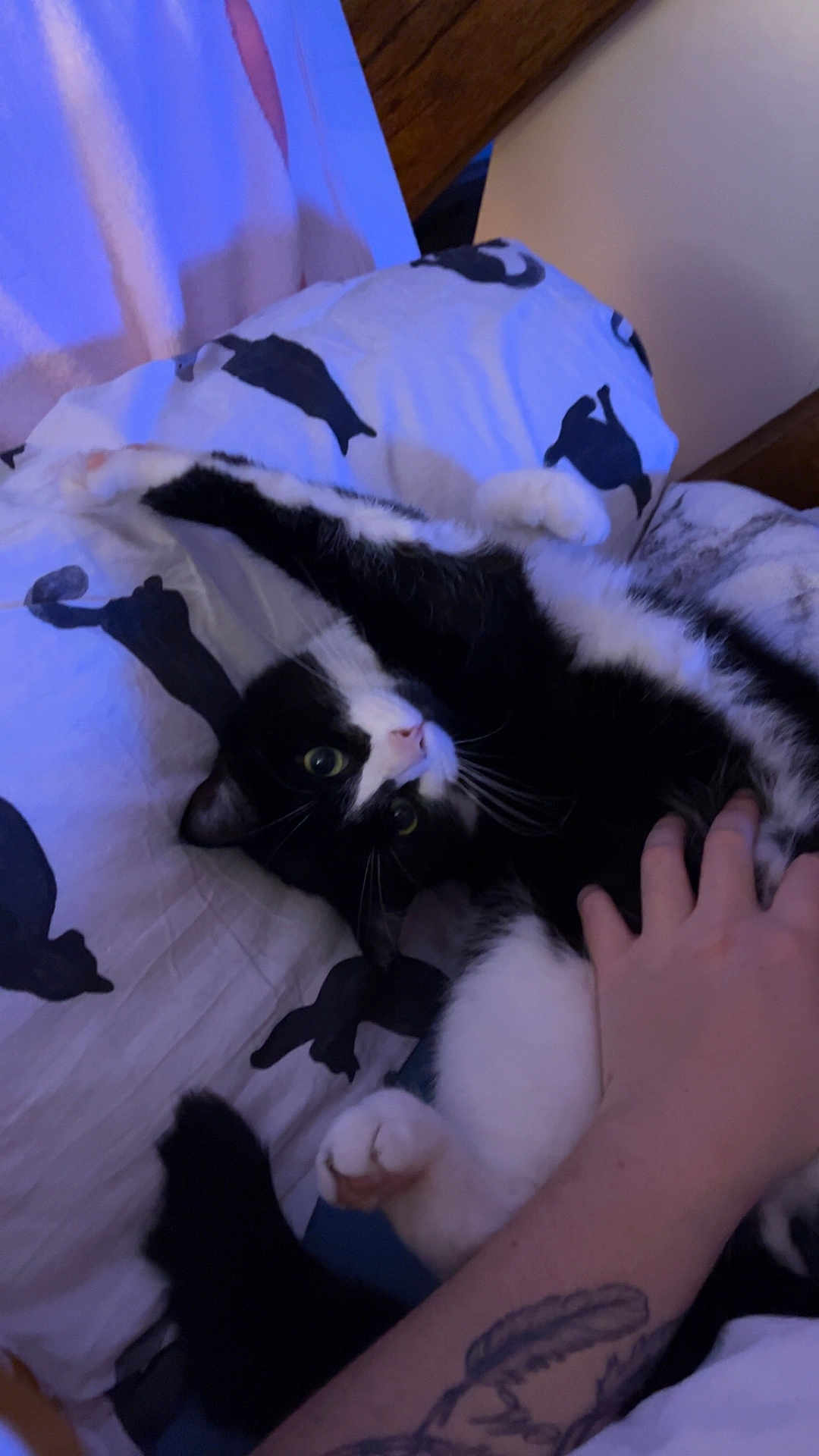 Oreo
