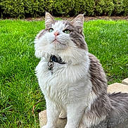 Stormi joined the competition — help win amazing prizes! cat, fluffy, white, gray, sitting, grass, outdoor, collar, pet, green_eyes, stone, nature, curious, feline, cute, animal, whiskers, fur, daylight, portrait