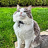 cat, fluffy, white, gray, sitting, grass, outdoor, collar, pet, green_eyes, stone, nature, curious, feline, cute, animal, whiskers, fur, daylight, portrait