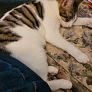 Cassie joined the competition — help win amazing prizes! cat, sleeping, tabby, white_fur, striped_fur, pet, animal, cushion, sofa, blanket, indoors, cozy, relaxed, resting, paws, whiskers, floral_pattern, close_up, portrait, nap