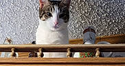 Cassie is registered to the contest to win money with this photo: cat, pet, animal, feline, white_fur, tabby, blue_eyes, face, ears, whiskers, pink_nose, portrait, indoors, wooden_cabinet, mirror, furniture, wall, curious, looking_at_camera, home