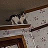 Cassie is registered to the contest to win money with this photo: cat, tabby_cat, white_cat, animal, pet, feline, standing, looking_at_camera, wooden_ledge, shelf, indoor, home, floral_wallpaper, wall, ceiling, wood_trim, doorway, portrait, tilted_camera, curious