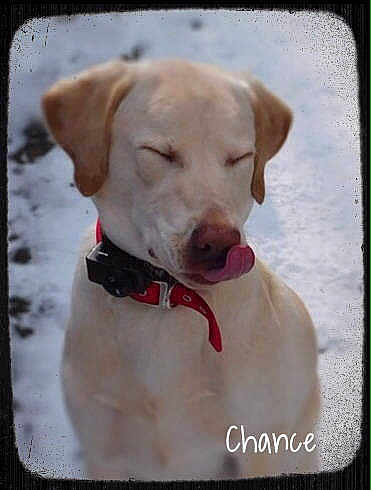 Chance joined the competition — help win amazing prizes!