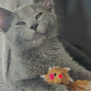 Nala is registered to the contest to win money with this photo: animal, cat, claws, closeup, cozy, cute, ears, feline, furry_toy, gray_cat, indoor, nose, pet, playful, relaxed, resting, smiling_cat, soft_texture, toy_mouse, whiskers