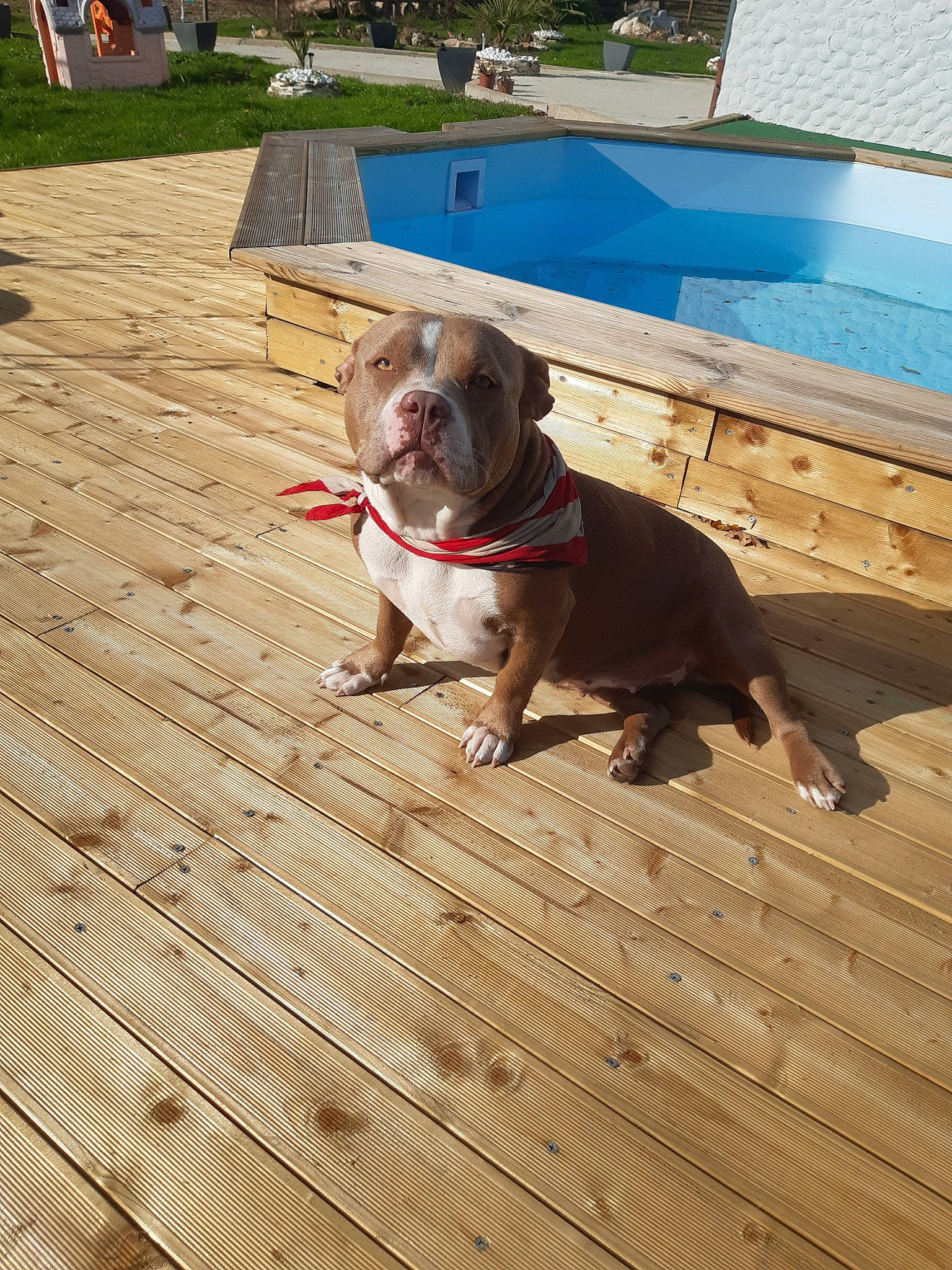 Raïssa a rejoint le concours — aidez-le/la à gagner de superbes lots ! american_bulldog, american_pit_bull_terrier, canidae, carnivore, companion_dog, deck, dog, dog_breed, fawn, floor, flooring, hardwood, leg, non_sporting_group, pit_bull, sporting_group, wood