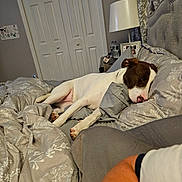 Cookie joined the competition — help win amazing prizes! dog, bed, pillow, blanket, sleeping, indoor, bedroom, lamp, water_bottle, nightstand, furniture, human_arm, decor, curtains, closed_door, resting, white, brown, cozy, relaxation