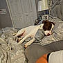 dog, bed, pillow, blanket, sleeping, indoor, bedroom, lamp, water_bottle, nightstand, furniture, human_arm, decor, curtains, closed_door, resting, white, brown, cozy, relaxation