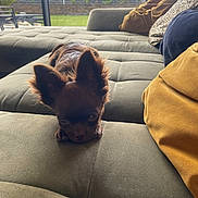 Vaïana participe au concours pour gagner de l'argent avec cette photo : dog, puppy, couch, sofa, indoor, window, green, brown, ears, pet, animal, cute, relaxing, pillows, home, furniture, daylight, garden, cozy, looking