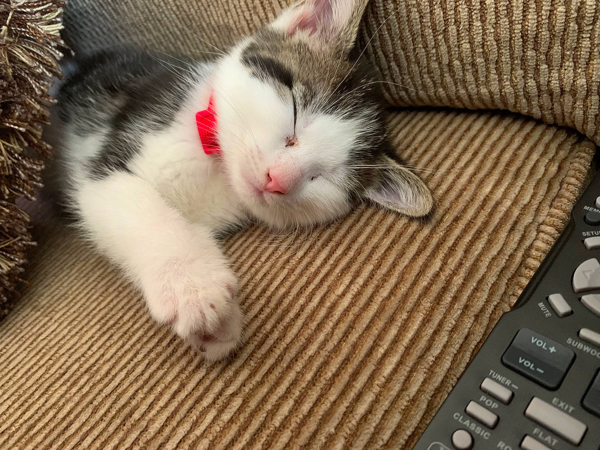 Benito joined the competition — help win amazing prizes! aegean_cat, american_wirehair, asian, carnivore, cat, domestic_short_haired_cat, european_shorthair, eye, felidae, fur, kitten, leg, mammal, nap, nose, paw, polydactyl_cat, small_to_medium_sized_cats, snout, whiskers