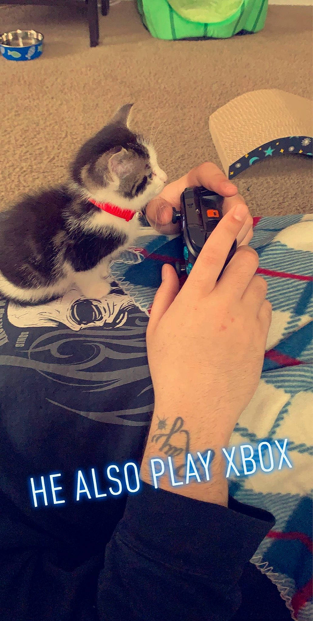 Benito joined the competition — help win amazing prizes! asian, carnivore, cat, claw, domestic_short_haired_cat, ear, felidae, finger, hand, kitten, paw, photo_caption, polydactyl_cat, small_to_medium_sized_cats, tail, whiskers