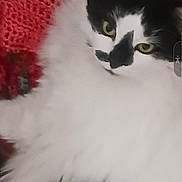 Lily is registered to the contest to win money with this photo: cat, black_and_white, feline, pet, animal, close_up, knitted_blanket, red_blanket, fur, whiskers, relaxed, lying_down, indoor, eye, face, cozy, soft_texture, domestic_cat, cute, sleepy