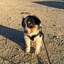 Oslo participe au concours pour gagner de l'argent avec cette photo : puppy, dog, outdoor, gravel, leash, harness, shadow, sunlight, tricolor, cute, pet, animal, nature, rural, young, small, fur, ears, face, eyes