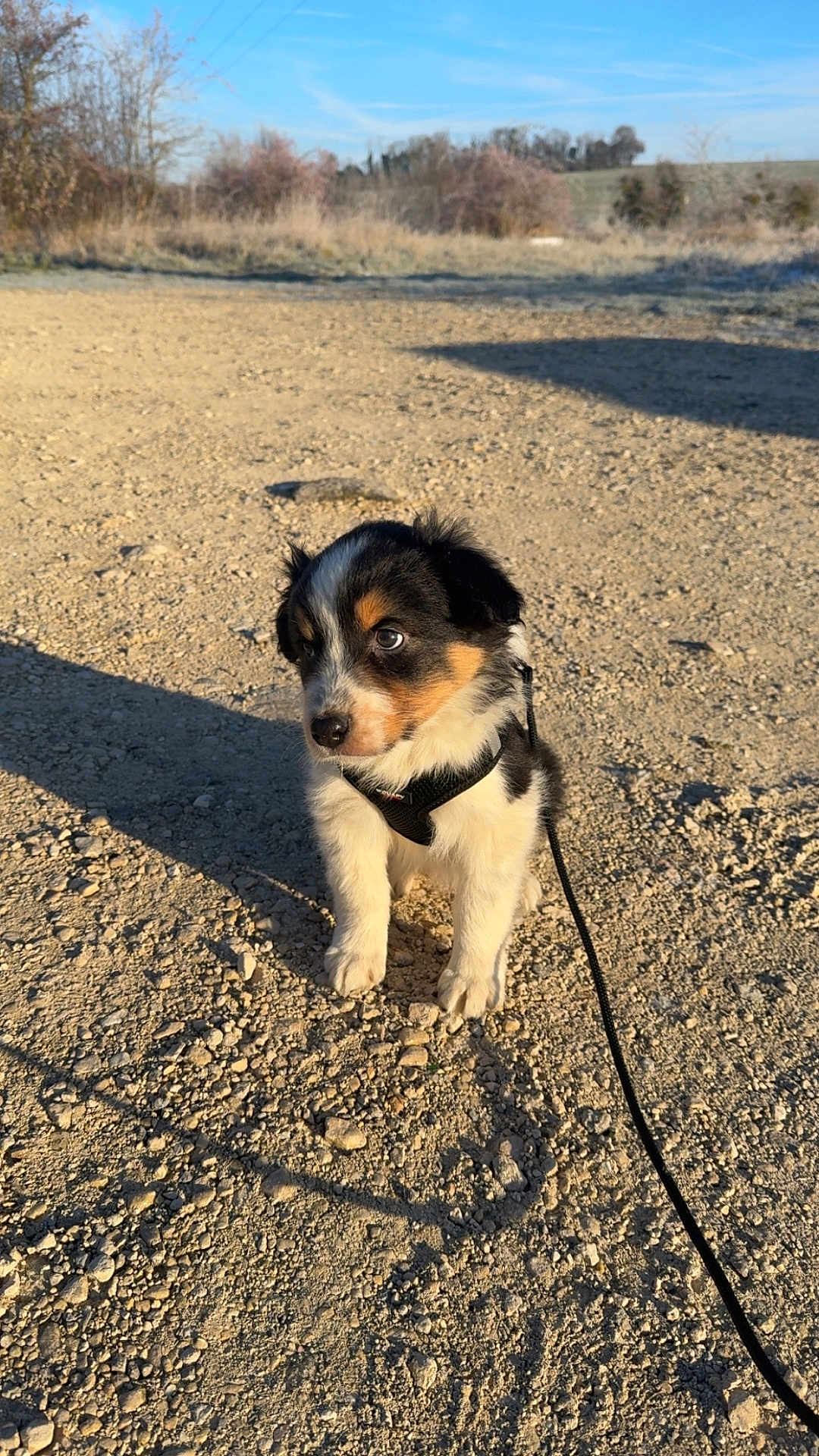 Oslo participe au concours pour gagner de l'argent avec cette photo : puppy, dog, outdoor, gravel, leash, harness, shadow, sunlight, tricolor, cute, pet, animal, nature, rural, young, small, fur, ears, face, eyes