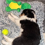 Oslo a rejoint le concours — aidez-le/la à gagner de superbes lots ! puppy, dog, sleeping, toy, stuffed_animal, tennis_ball, rug, furry, black_and_white, indoor, pet, cozy, relaxing, floor, animal, cute, fluffy, laying_down, home, resting