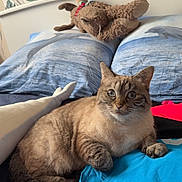 Galak participe au concours pour gagner de l'argent avec cette photo : cat, tabby, bed, pillow, plush_toy, reindeer_toy, clothing, blue, red, black, patterned_wallpaper, floral, feather, dolphin_print, ocean, indoor, feline, relaxed, curious, cozy