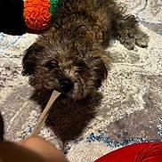 Aksel joined the competition — help win amazing prizes! animal, brown_fur, carpet, chewing, colorful, cozy, curly_fur, cute, dog, floor, hand, home, indoor, lying_down, pet, playful, puppy, small_dog, stick, toy