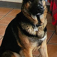 Rambo joined the competition — help win amazing prizes! dog, german_shepherd, indoor, tile_floor, pet, animal, sitting, collar, furniture, tablecloth, brown, black, ears, face, floor, domestic_animal, canine, looking, quiet, companion