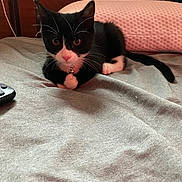 Boots joined the competition — help win amazing prizes! kitten, cat, black_and_white, bed, pillow, collar, bell, whiskers, fur, indoor, wooden_headboard, gray_bedspread, controller, pet, cute, curious, lying_down, animal, domestic, young_cat
