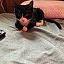 kitten, cat, black_and_white, bed, pillow, collar, bell, whiskers, fur, indoor, wooden_headboard, gray_bedspread, controller, pet, cute, curious, lying_down, animal, domestic, young_cat
