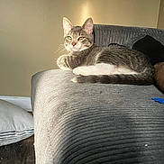 Silver is registered to the contest to win money with this photo: cat, tabby, gray_couch, indoor, pet, feline, relaxed, sunlight, golden_eyes, fur, animal, resting, living_room, cozy, texture, domestic, whiskers, tail, paw, serene