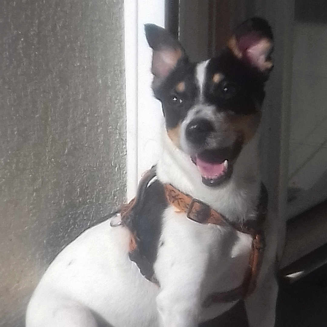 Peiper
