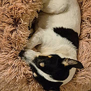 Peiper participe au concours pour gagner de l'argent avec cette photo : dog, sleeping, curled_up, black_and_white, pet, puppy, fluffy_bed, cozy, indoors, home, wooden_floor, resting, relaxed, cute, small_dog, animal, fur, bed, top_down_view, portrait