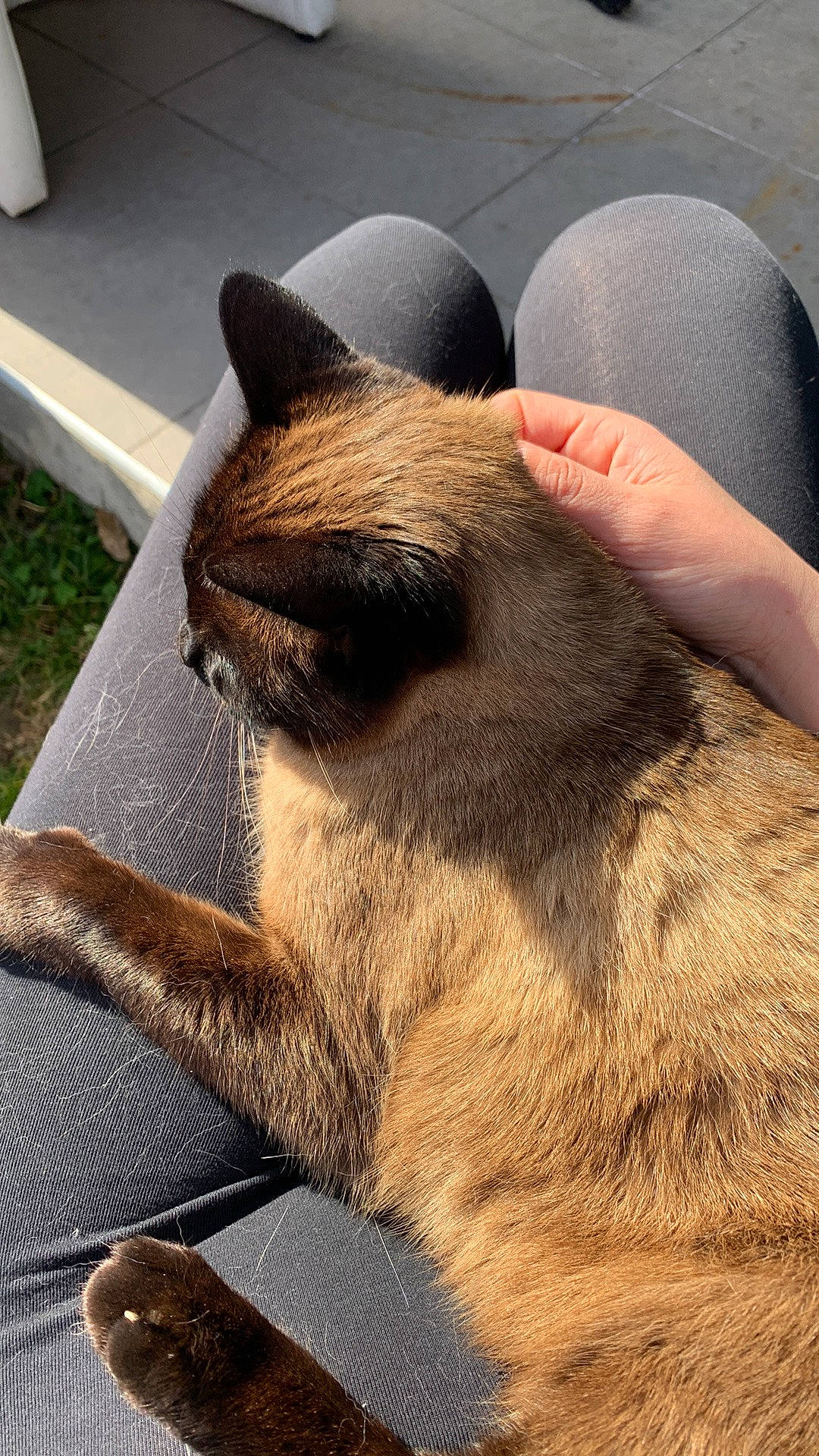 Hershel a rejoint le concours — aidez-le/la à gagner de superbes lots ! canidae, carnivore, collar, comfort, companion_dog, dog, dog_breed, ear, fawn, felidae, fur, hat, human_leg, snout, sporting_group, tail, terrestrial_animal, whiskers, wood, working_animal