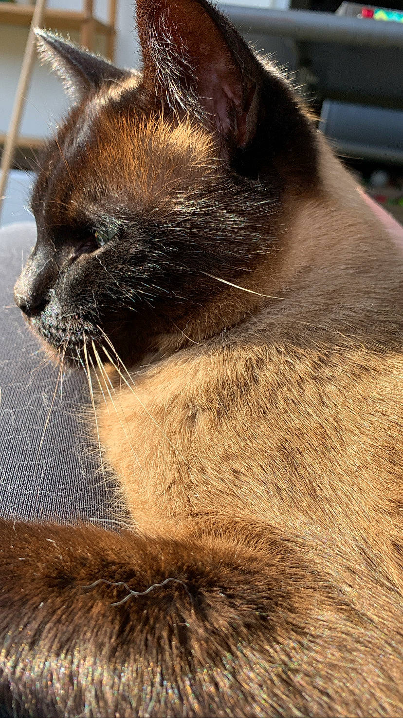 Hershel a rejoint le concours — aidez-le/la à gagner de superbes lots ! carnivore, cat, close_up, comfort, domestic_short_haired_cat, ear, eye, fawn, felidae, fur, head, human_body, plant, small_to_medium_sized_cats, snout, tail, terrestrial_animal, tree, whiskers, wildlife