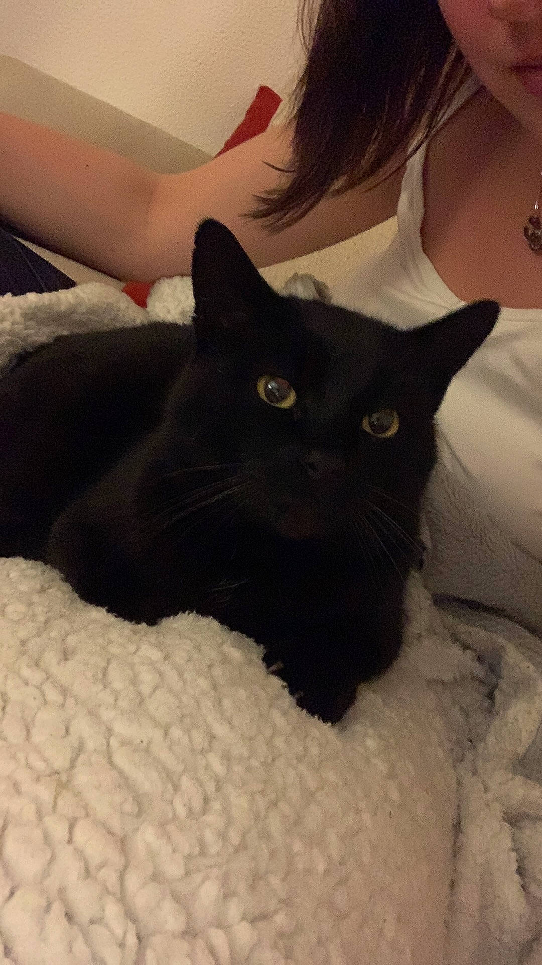 Gizmo participe au concours pour gagner de l'argent avec cette photo : bed, black_cat, carnivore, cat, cat_bed, claw, comfort, domestic_short_haired_cat, eye, felidae, fur, gesture, grey, leg, small_to_medium_sized_cats, snout, tail, whiskers