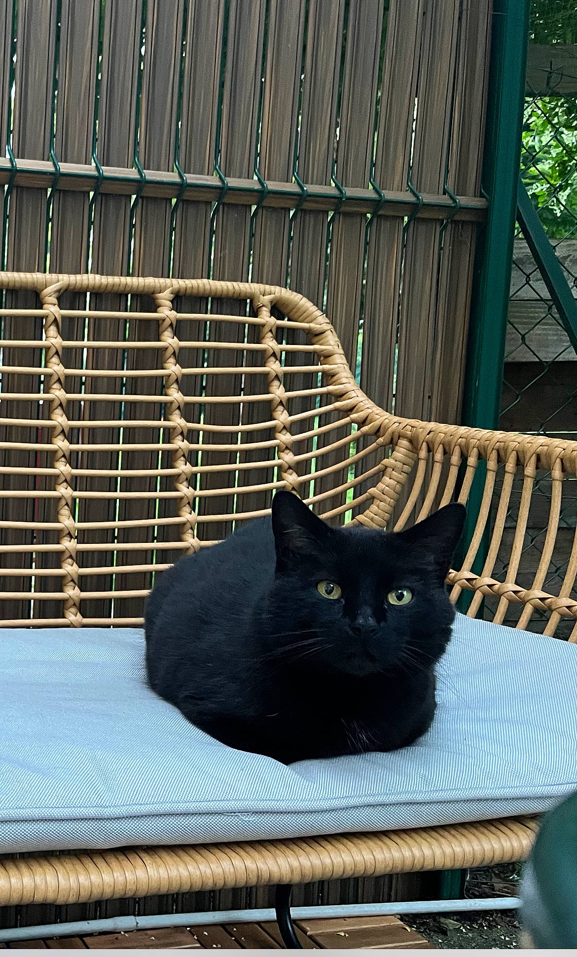 Gizmo a rejoint le concours — aidez-le/la à gagner de superbes lots ! black, bombay, carnivore, cat, felidae, grey, light, line, mammal, pet_supply, photograph, plant, small_to_medium_sized_cats, snout, tail, tints_and_shades, vertebrate, whiskers, window, wood