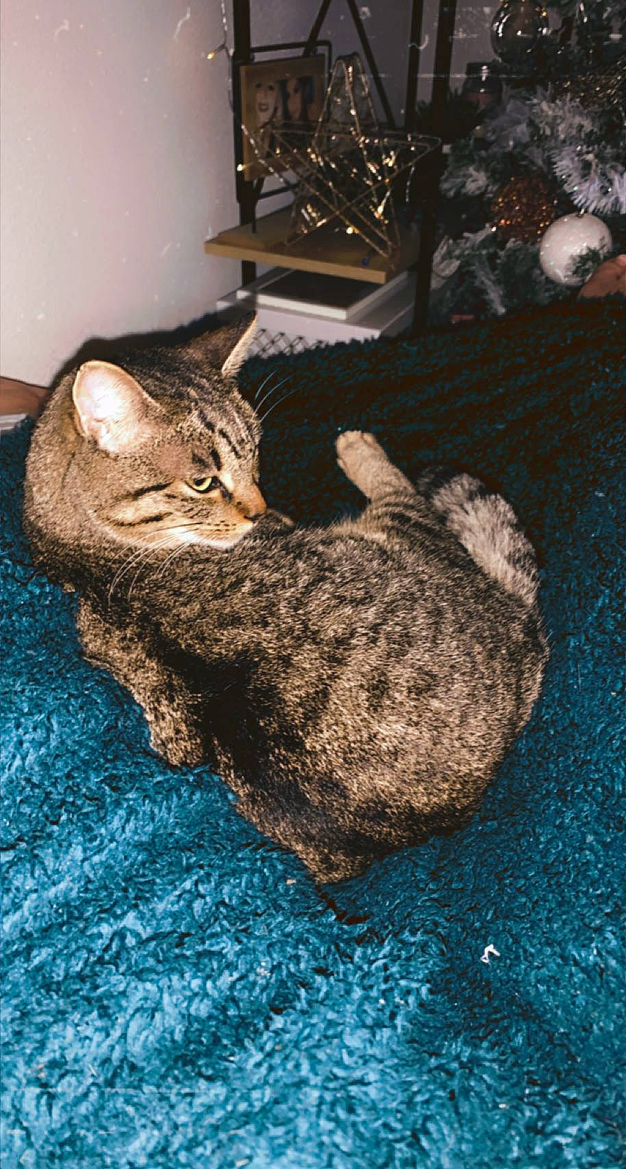 Mina a rejoint le concours — aidez-le/la à gagner de superbes lots ! carnivore, cat, claw, comfort, domestic_short_haired_cat, fawn, felidae, flooring, fur, grey, paw, plant, small_to_medium_sized_cats, snout, tail, terrestrial_animal, thread, whiskers, woolen, woven_fabric