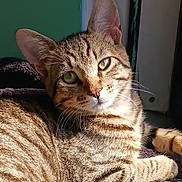 Hermes is registered to the contest to win money with this photo: animal, cat, closeup, cute, ears, feline, green_eyes, home, indoor, nose, paw, pet, portrait, relaxed, resting, striped_fur, sunlight, tabby, towel, whiskers