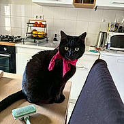 Baghera participe au concours pour gagner de l'argent avec cette photo : cat, black_cat, pet, animal, face, eyes, whiskers, pink_scarf, neckerchief, sitting, kitchen, countertop, grooming_brush, household, cabinets, tiles, stovetop, microwave, fruit_basket, indoor