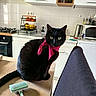 cat, black_cat, pet, animal, face, eyes, whiskers, pink_scarf, neckerchief, sitting, kitchen, countertop, grooming_brush, household, cabinets, tiles, stovetop, microwave, fruit_basket, indoor