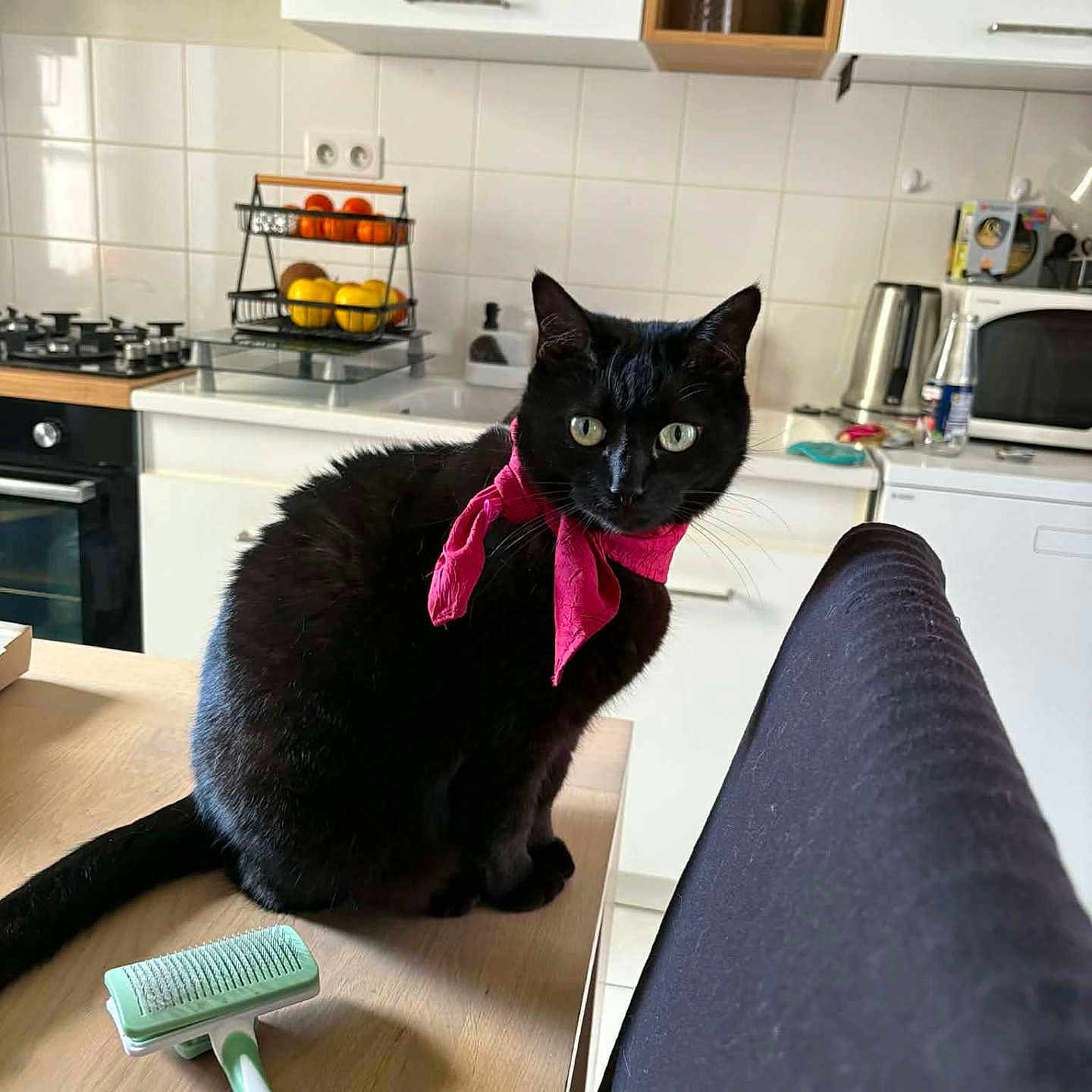 Baghera participe au concours pour gagner de l'argent avec cette photo : cat, black_cat, pet, animal, face, eyes, whiskers, pink_scarf, neckerchief, sitting, kitchen, countertop, grooming_brush, household, cabinets, tiles, stovetop, microwave, fruit_basket, indoor