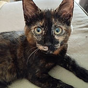 Mia participe au concours pour gagner de l'argent avec cette photo : cat, kitten, tortoiseshell, pet, animal, feline, portrait, closeup, wide_eyed, green_eyes, ears, whiskers, fur, striped_fur, lying_down, couch, indoors, home, relaxed, photography
