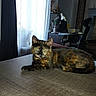 cat, tortoiseshell_cat, pet, feline, animal, lying_down, table, indoors, home, office, workspace, curtains, window, desk, chair, lamp, furniture, green_eyes, fur, portrait