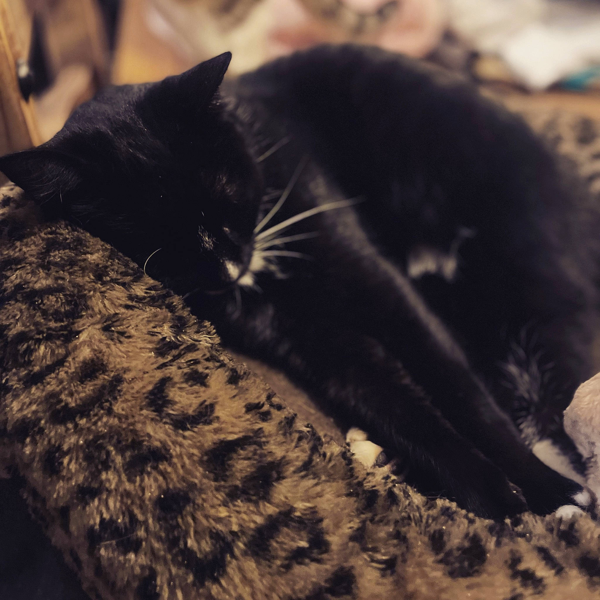 Trevor is registered to the contest to win money with this photo: black_cat, carnivore, cat, claw, cloud, comfort, domestic_short_haired_cat, felidae, fur, mammal, paw, plant, sky, small_to_medium_sized_cats, snout, tail, tints_and_shades, tree, vertebrate, whiskers