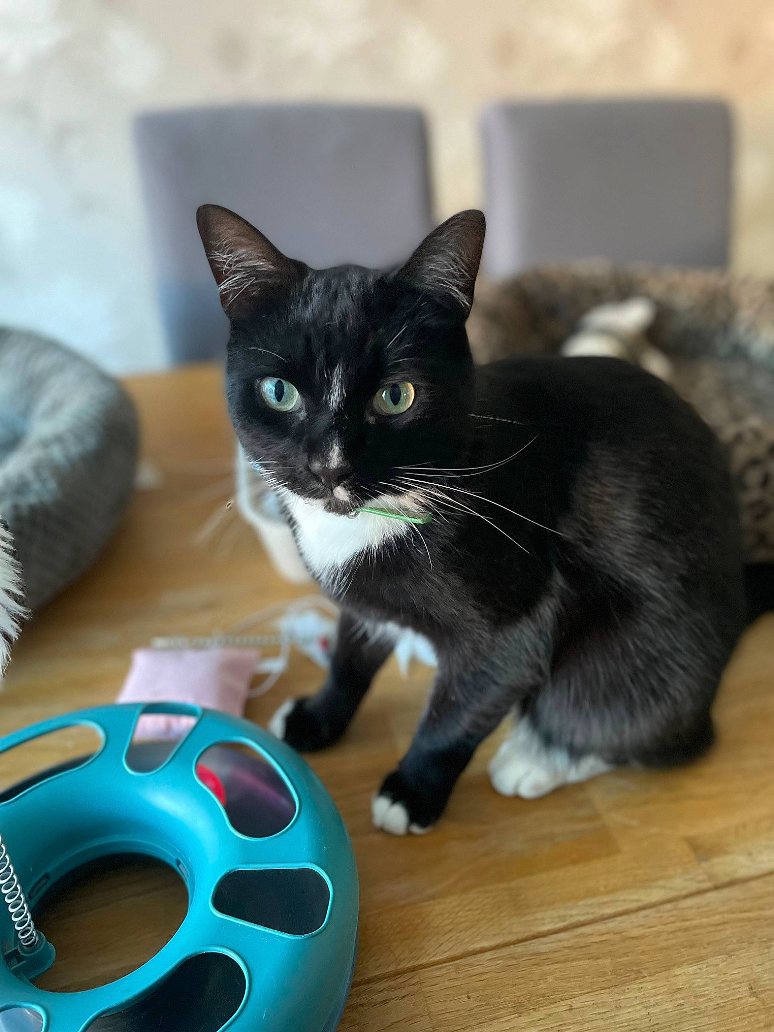 Trevor is registered to the contest to win money with this photo: black_cat, carnivore, cat, circle, claw, domestic_short_haired_cat, electric_blue, felidae, flooring, football, fur, grey, hardwood, paw, small_to_medium_sized_cats, snout, tail, whiskers, wood, wood_flooring
