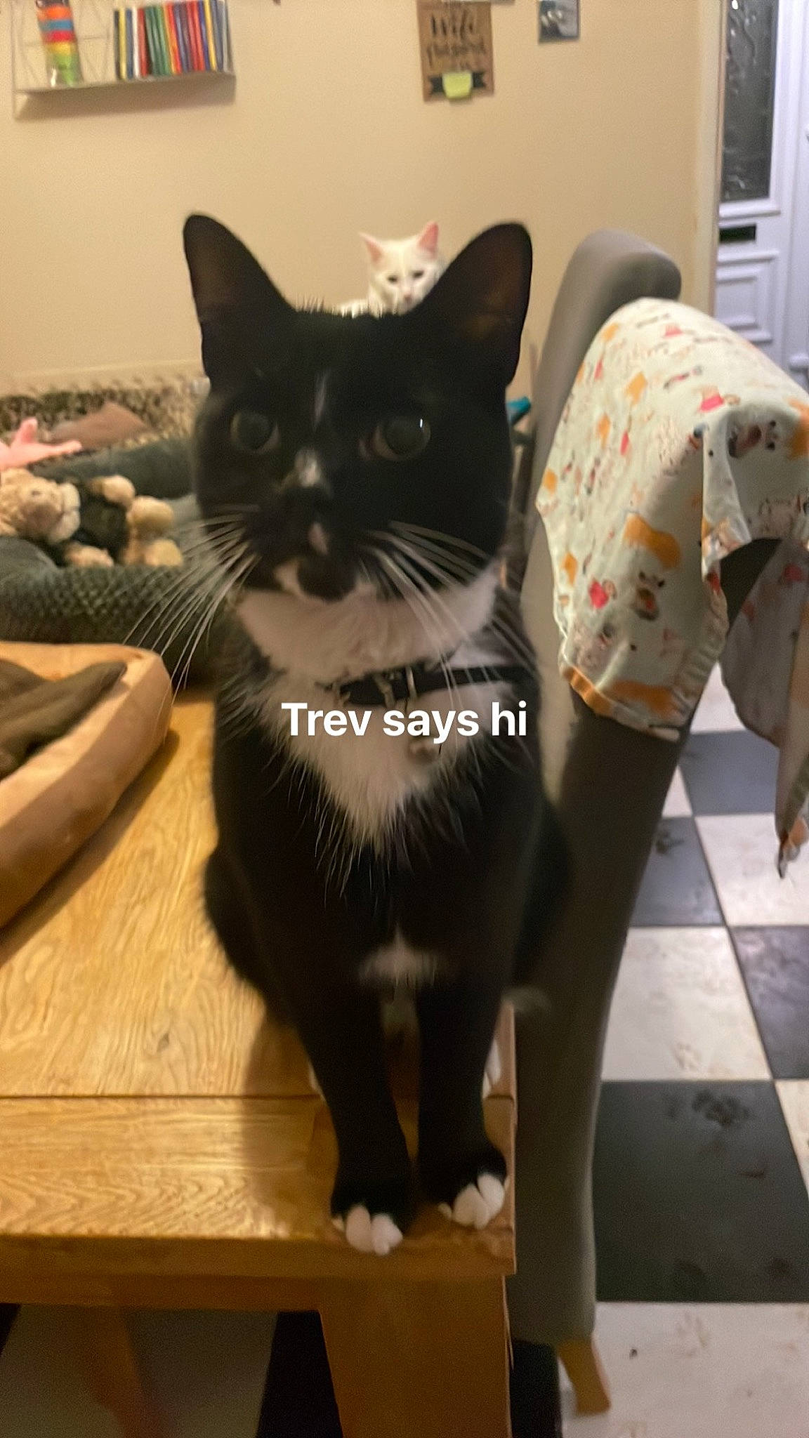 Trevor is registered to the contest to win money with this photo: black_cat, bombay, cardboard, carnivore, cat, comfort, domestic_short_haired_cat, felidae, flooring, fur, grey, hardwood, paw, pet_supply, small_to_medium_sized_cats, snout, tail, terrestrial_animal, whiskers, wood