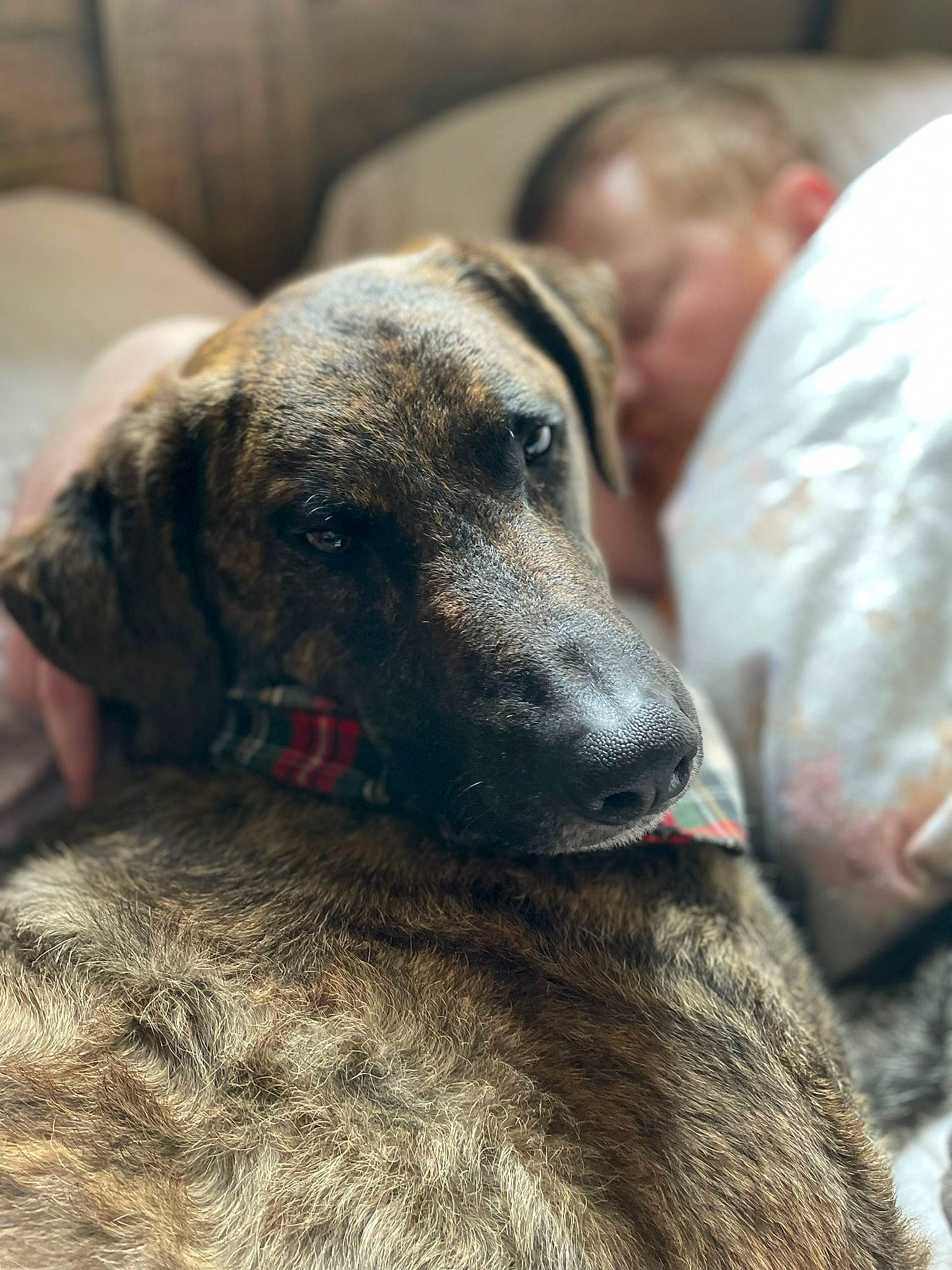 Bruce joined the competition — help win amazing prizes! canidae, carnivore, collar, companion_dog, dog, dog_breed, ear, fawn, fur, grey, guard_dog, non_sporting_group, snout, sporting_group, terrestrial_animal, whiskers, working_animal, working_dog, wrinkle