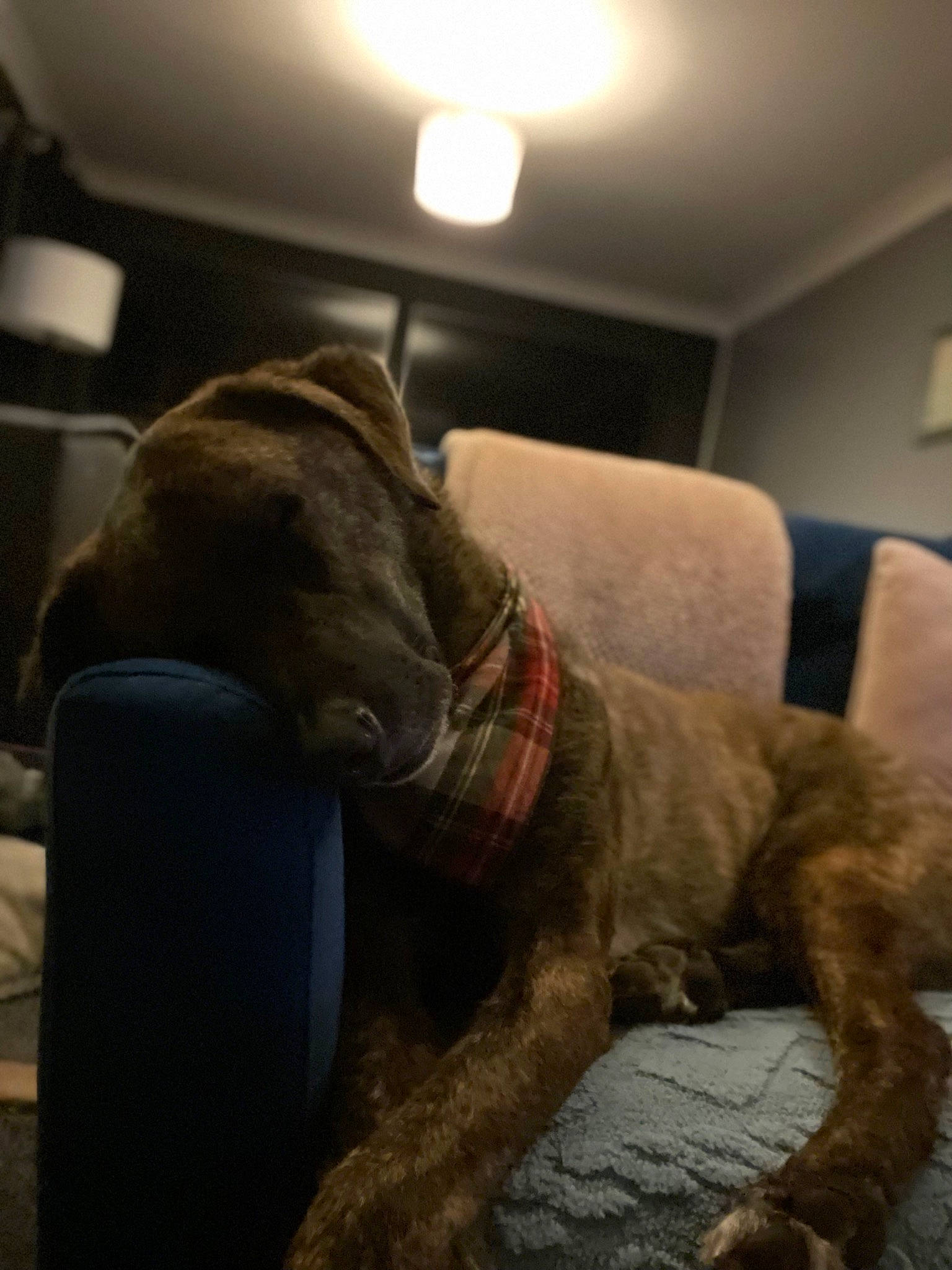 Bruce joined the competition — help win amazing prizes! armrest, canidae, carnivore, collar, comfort, companion_dog, couch, dog, dog_breed, fawn, fur, liver, mammal, pet_supply, snout, sporting_group, tail, tints_and_shades, vertebrate, working_animal