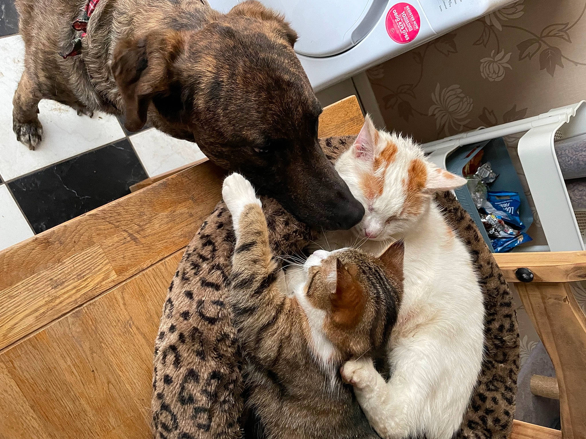 Bruce is registered to the contest to win money with this photo: carnivore, cat, claw, collar, comfort, domestic_short_haired_cat, fawn, felidae, flooring, fur, liver, mammal, paw, small_to_medium_sized_cats, snout, tail, vertebrate, whiskers, wood, working_animal