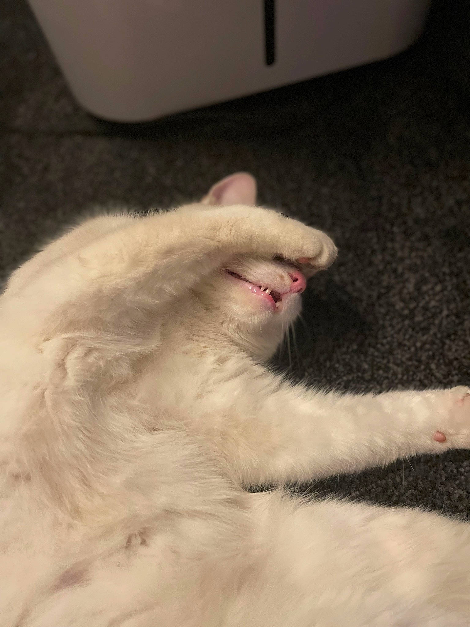 Garfield joined the competition — help win amazing prizes! canidae, carnivore, cat, claw, comfort, companion_dog, dog_breed, fang, felidae, foot, fur, gesture, nail, paw, small_to_medium_sized_cats, snout, tail, toe, whiskers, yawn