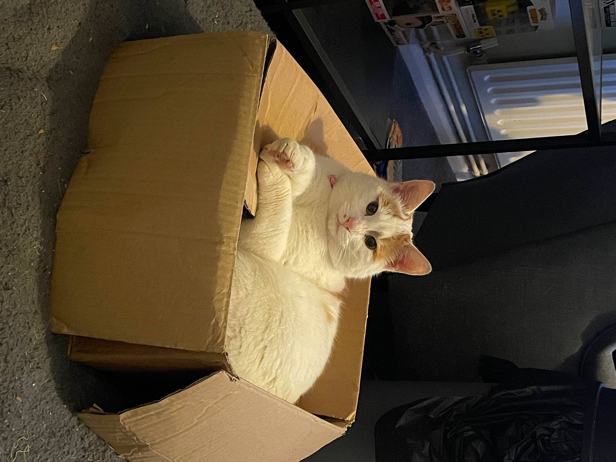 Garfield joined the competition — help win amazing prizes! art, auto_part, automotive_design, automotive_exterior, carnivore, cat, fawn, felidae, fur, hood, metal, paper, paper_product, small_to_medium_sized_cats, snout, tail, tints_and_shades, whiskers, wood, working_animal