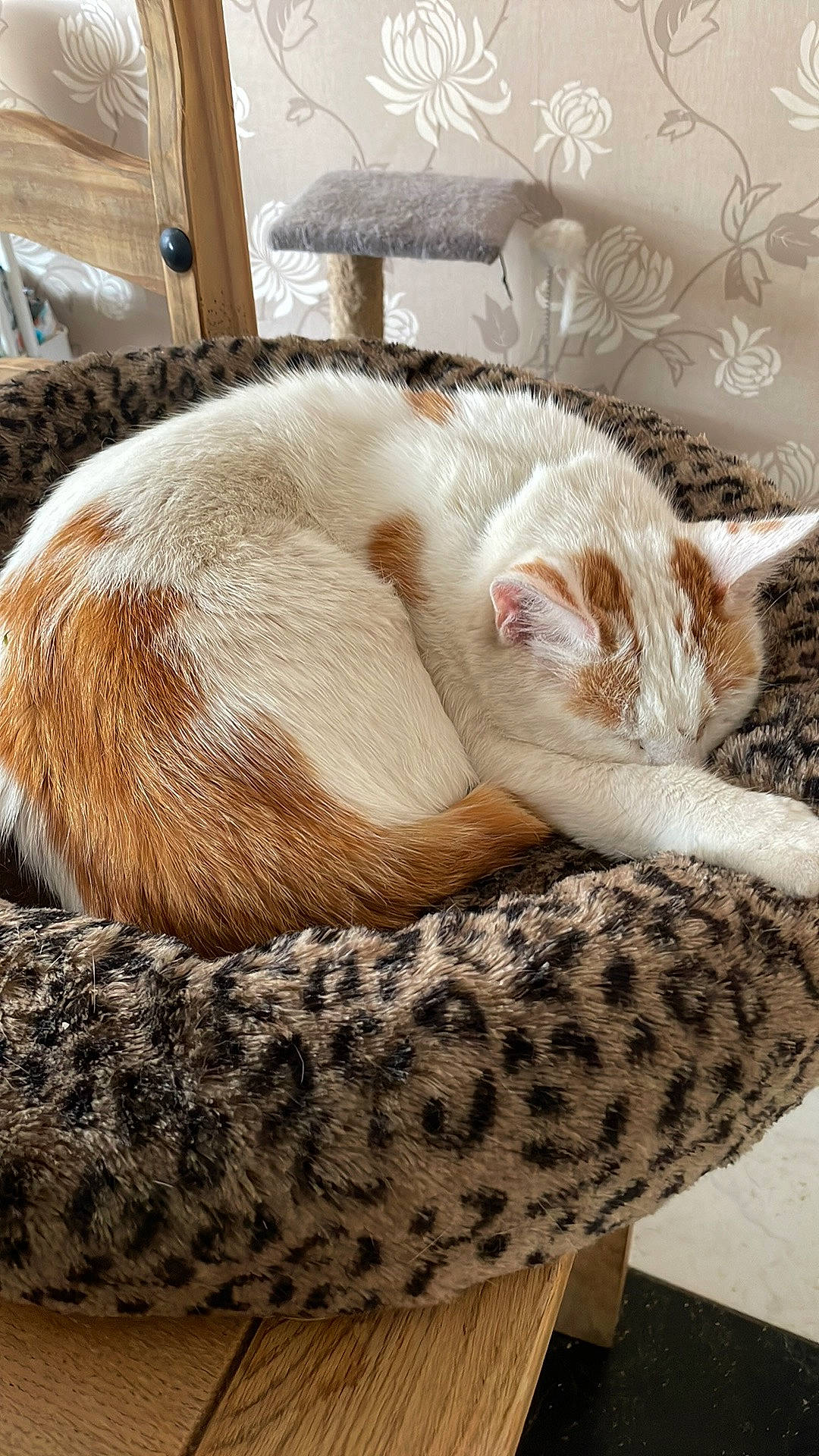 Garfield is registered to the contest to win money with this photo: carnivore, cat, cat_bed, cat_supply, claw, comfort, domestic_short_haired_cat, fawn, felidae, foot, fur, linens, nap, paw, small_to_medium_sized_cats, snout, tail, terrestrial_animal, whiskers, wood