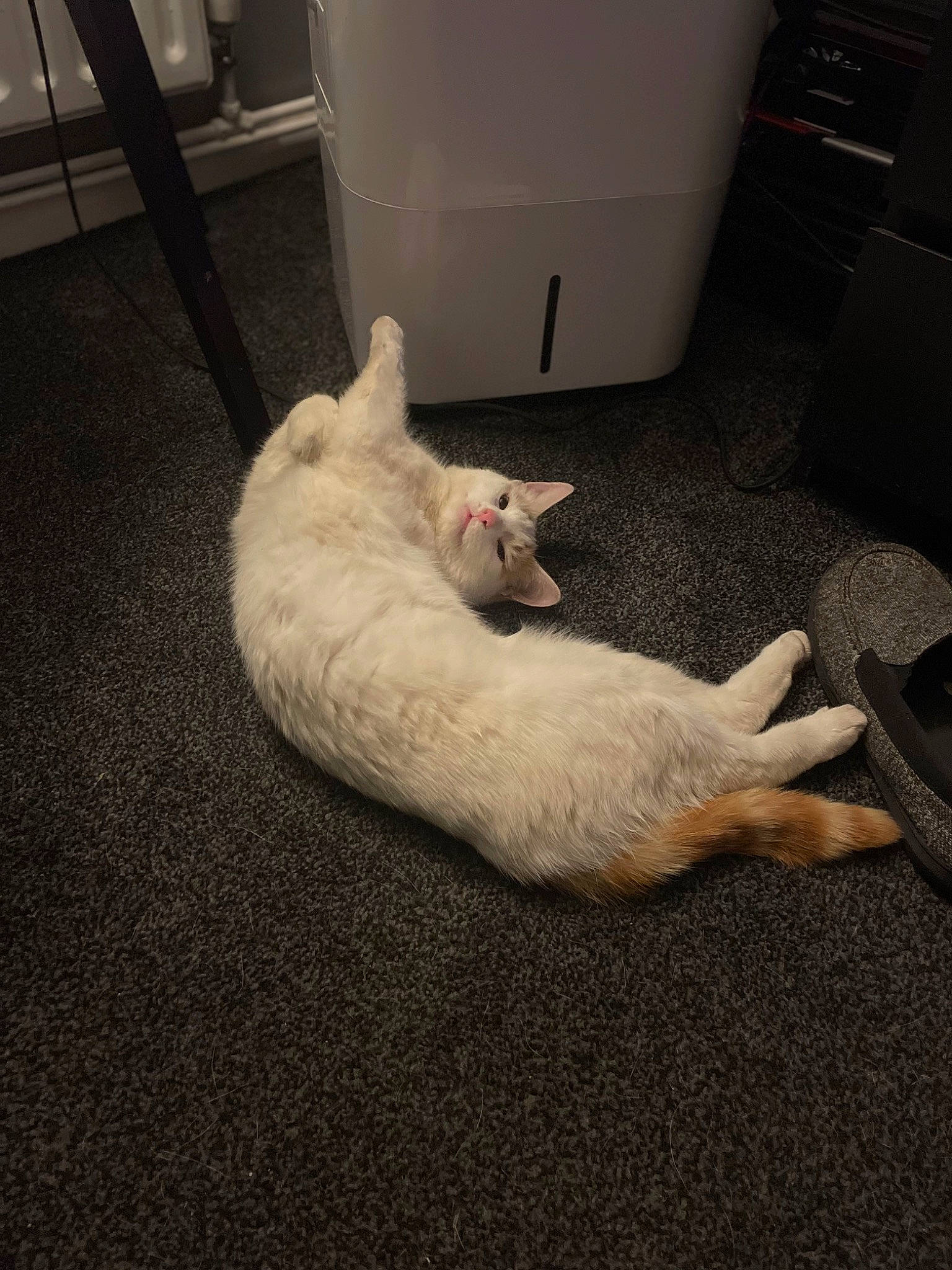 Garfield is registered to the contest to win money with this photo: cabinetry, carnivore, cat, chest_of_drawers, comfort, companion_dog, eye, fawn, felidae, floor, flooring, head, human_body, paw, shipping_box, small_to_medium_sized_cats, snout, tail, whiskers, wood