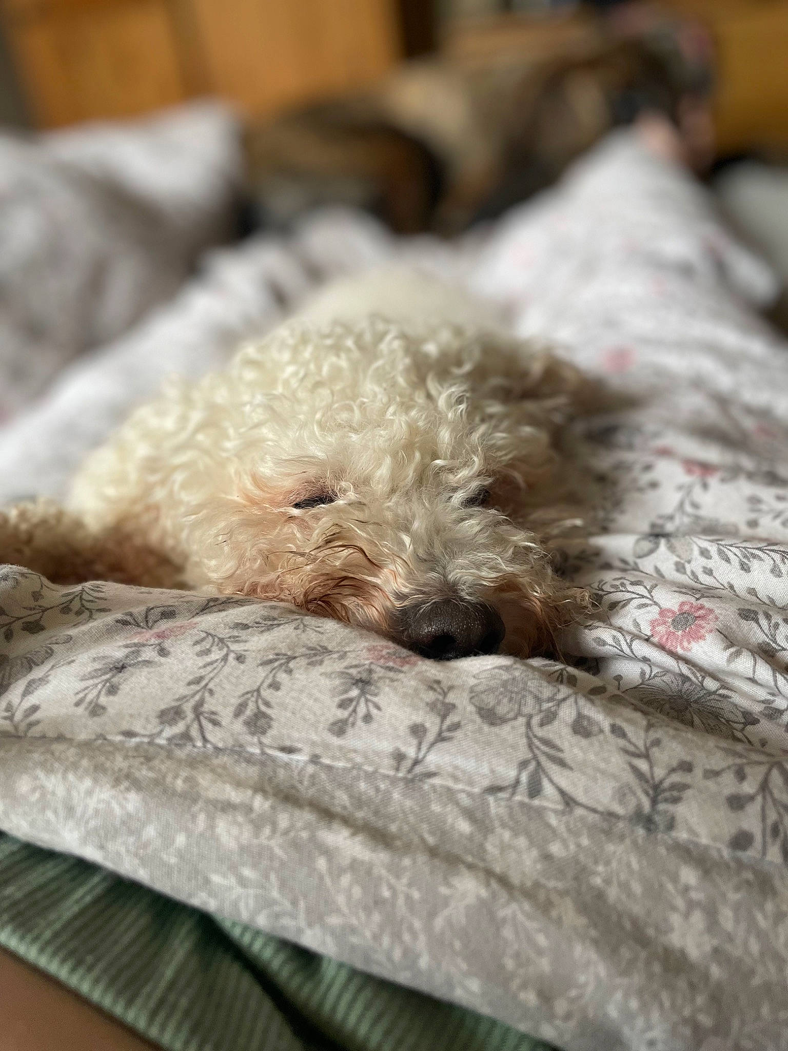 Ella is registered to the contest to win money with this photo: canidae, carnivore, companion_dog, dog, dog_breed, fur, labradoodle, linens, maltepoo, non_sporting_group, poodle, poodle_crossbreed, small_terrier, terrier, toy_dog, water_dog, wood, working_animal
