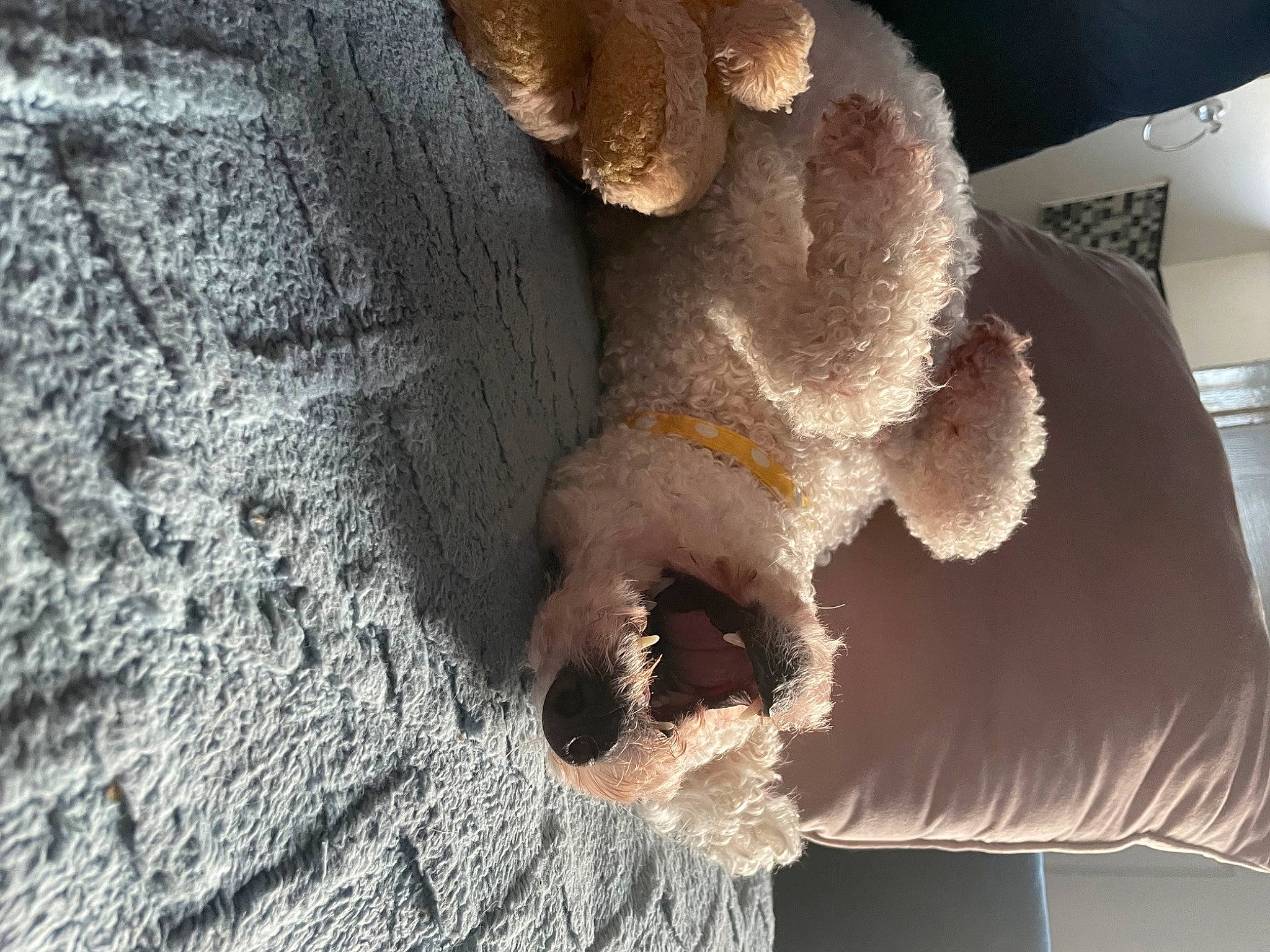 Ella is registered to the contest to win money with this photo: art, artifact, fur, natural_material, plaster, rock, snout, wood, wool